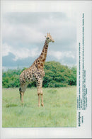 German tennis player Steffi Graf in South Africa takes pictures of giraffes on safari - Vintage Photograph