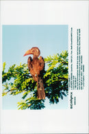 Taken by German tennis player Steffi Graf on safari in South Africa - Vintage Photograph