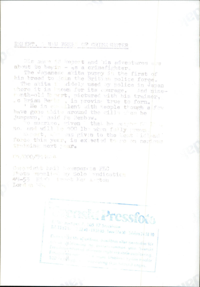 Nya hundens japanska Akita, utbildad som en polsk hund - Vintage Photograph