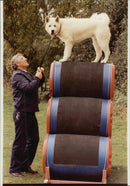 Nya hundens japanska Akita, utbildad som en polsk hund - Vintage Photograph