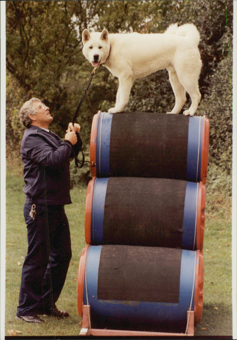 Nya hundens japanska Akita, utbildad som en polsk hund - Vintage Photograph