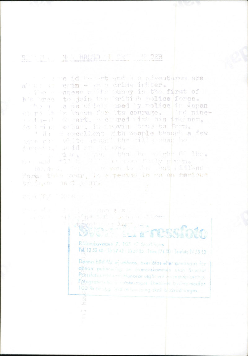 Nya hundens japanska Akita, utbildad som en polsk hund - Vintage Photograph