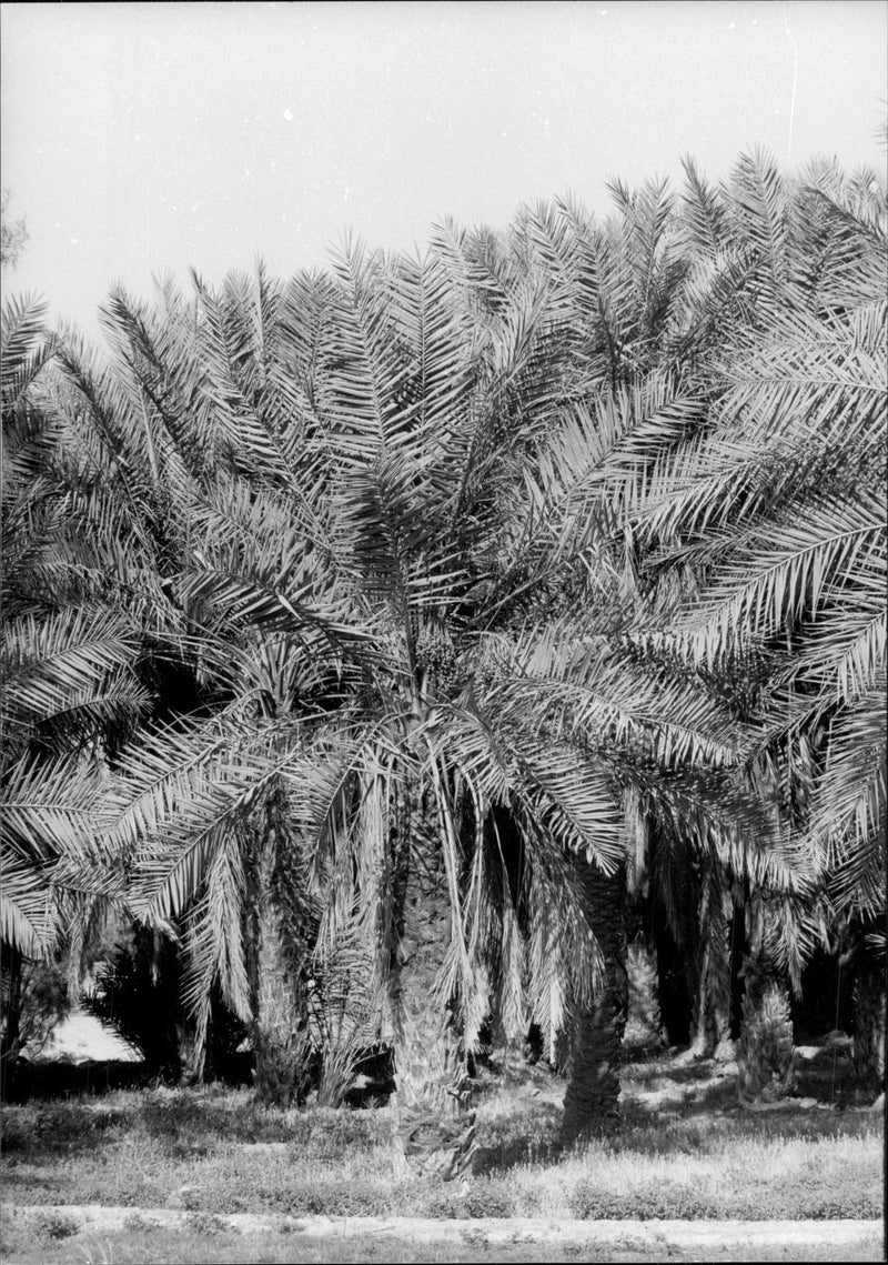 Palms in Saudi Arabia. - Vintage Photograph