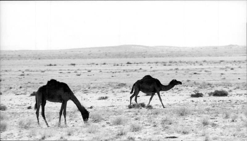 Dromedaries in Saudi Arabia. - Vintage Photograph