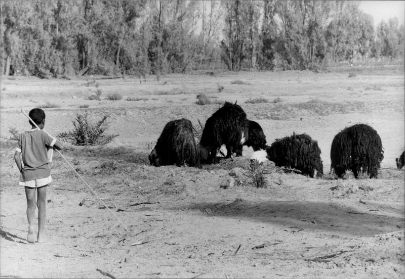 A young Saudi Arabian hit his flock. - Vintage Photograph