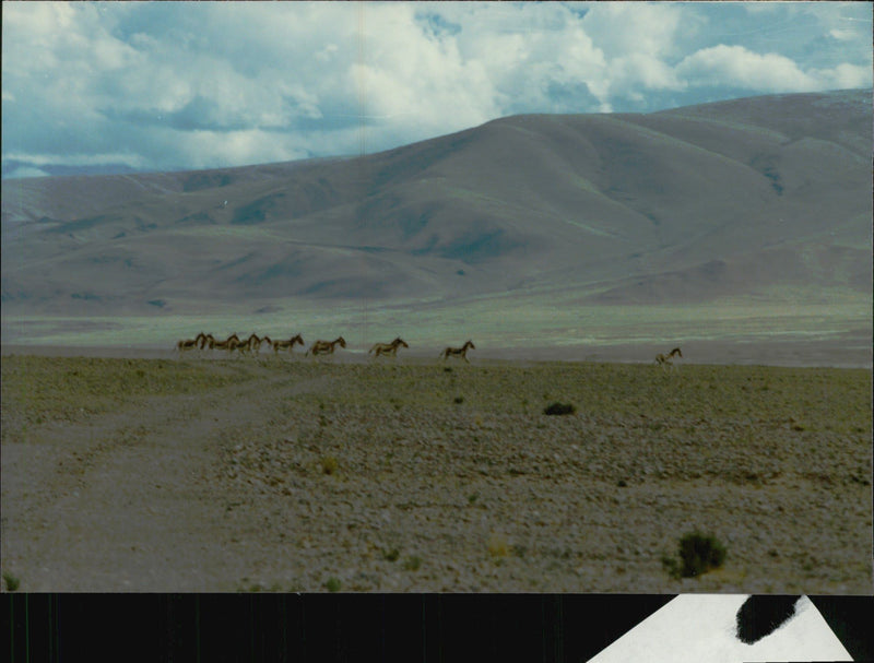 Landscape in Tibet - Vintage Photograph