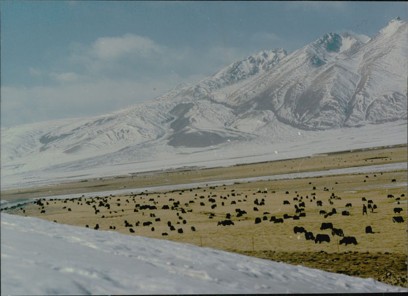 Landscape in Tibet - Vintage Photograph