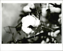Cotton Ball Gossypium - Vintage Photograph