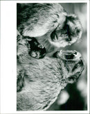 Monkeys - Vintage Photograph