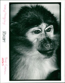 sooty mangabey - Vintage Photograph