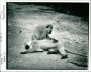 vervet monkey - Vintage Photograph