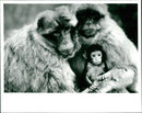 Barbary macaque - Vintage Photograph