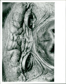 monkey and apes - Vintage Photograph