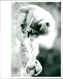 Monkey - Vintage Photograph