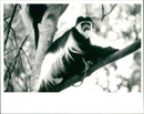 Black White Colobus Monkey - Vintage Photograph