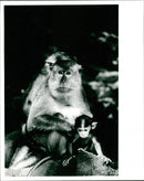 Monkeys crab-eating Macaca fascicularis - Vintage Photograph