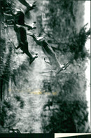 Technologist Nils Andersson photographed wildlife during his trip to West Africa - Vintage Photograph