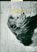 Teknolog Nils Andersson fotograferade en lejon under sin resa till Västafrika - Vintage Photograph