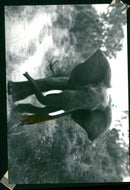 Technologist Nils Andersson photographed an elephant during his trip to West Africa - Vintage Photograph