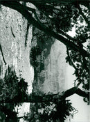 Grand Canyon - Vintage Photograph