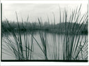 Everglades National Park - Vintage Photograph