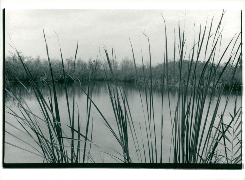 Everglades National Park - Vintage Photograph