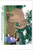 Elephant who has been injured by a land mining - Vintage Photograph
