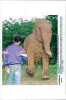 Elephant who has been injured by a land mining - Vintage Photograph
