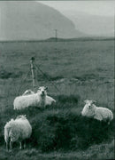 A flock of Iceland sheep - Vintage Photograph
