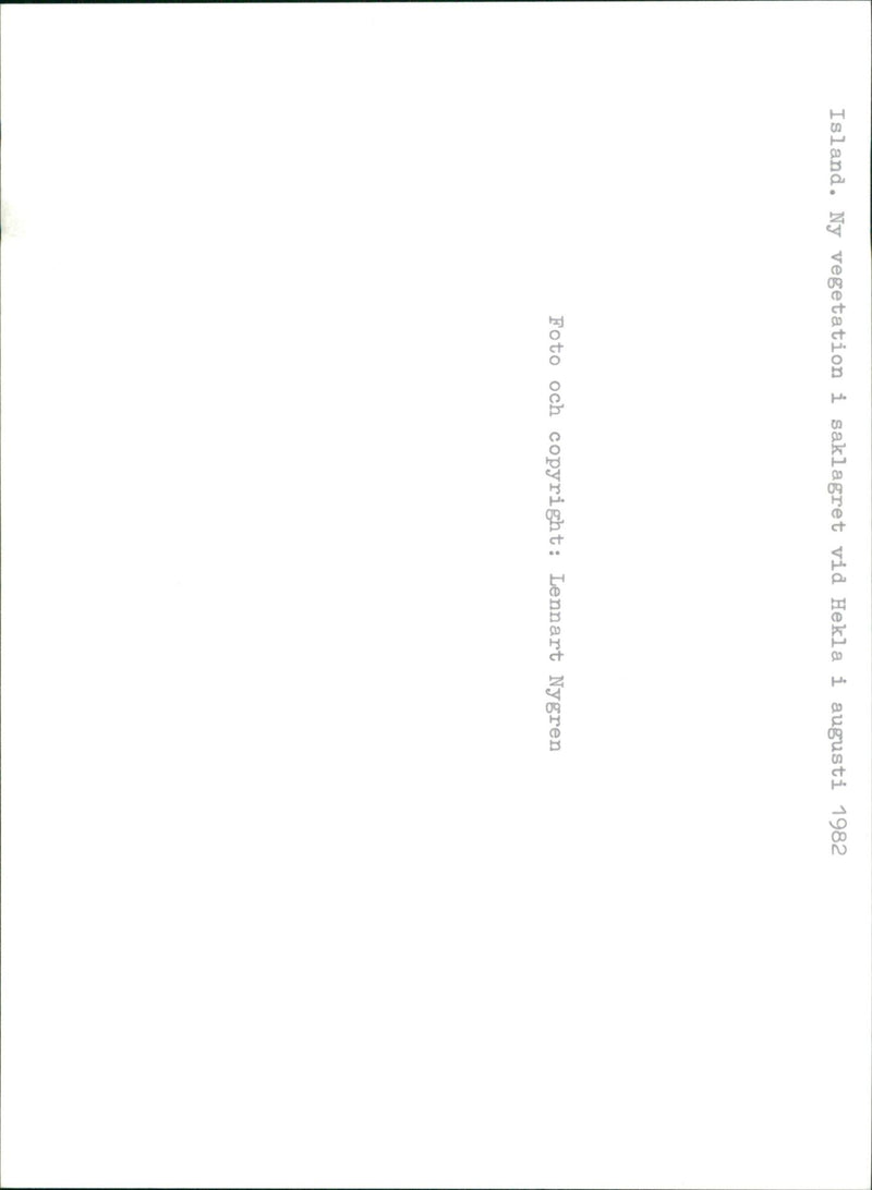 New vegetation in the warehouse at Hekla - Vintage Photograph