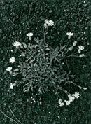 New vegetation in the warehouse at Hekla - Vintage Photograph