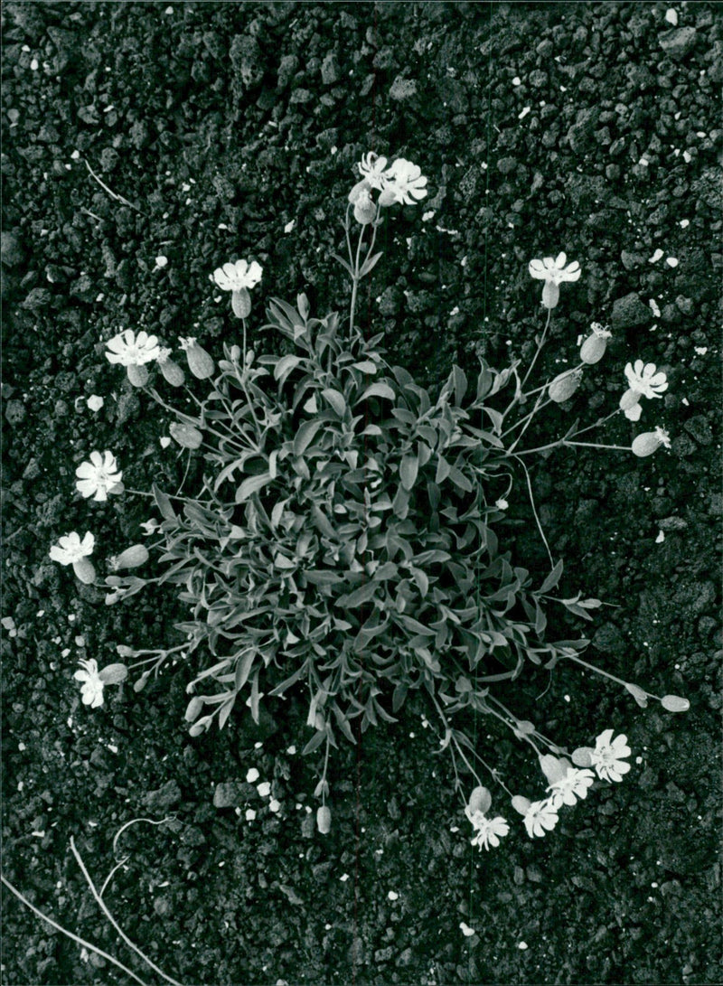New vegetation in the warehouse at Hekla - Vintage Photograph