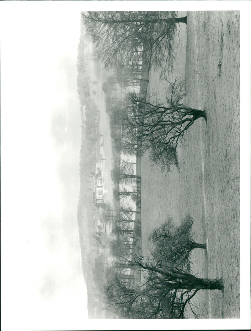 Bretton Park - Vintage Photograph