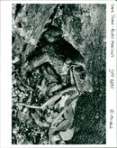 A photo by Ardea of a Cane toad (Bufo Marinus) - Vintage Photograph