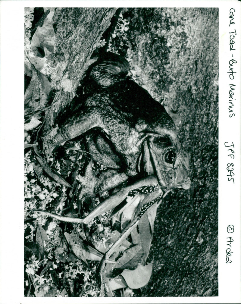 A photo by Ardea of a Cane toad (Bufo Marinus) - Vintage Photograph