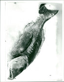 Cafe Fish - Fish Restaurant In Panton St. - Vintage Photograph