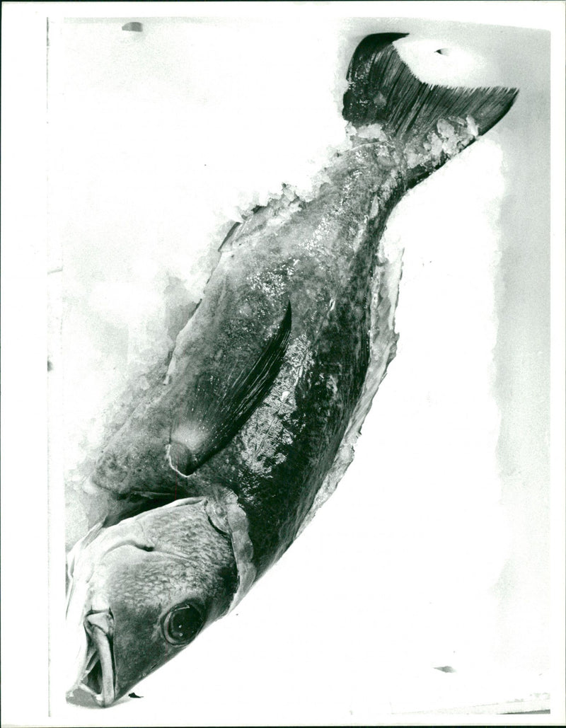 Cafe Fish - Fish Restaurant In Panton St. - Vintage Photograph