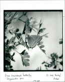 A Black hairstreak butterfly on the leaf - Vintage Photograph