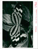 A sweet oil butterfly on the leaf - Vintage Photograph