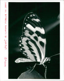 A sweet oil butterfly on the leaf - Vintage Photograph