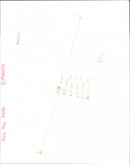 View of a Pine tree moth - Vintage Photograph