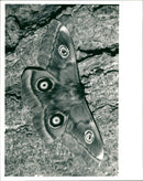 View of a Pine tree moth - Vintage Photograph