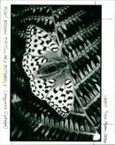 A high brown fritillary butterfly on the plant - Vintage Photograph