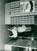 Hundar i en djuraffär i Tokyo - Vintage Photograph