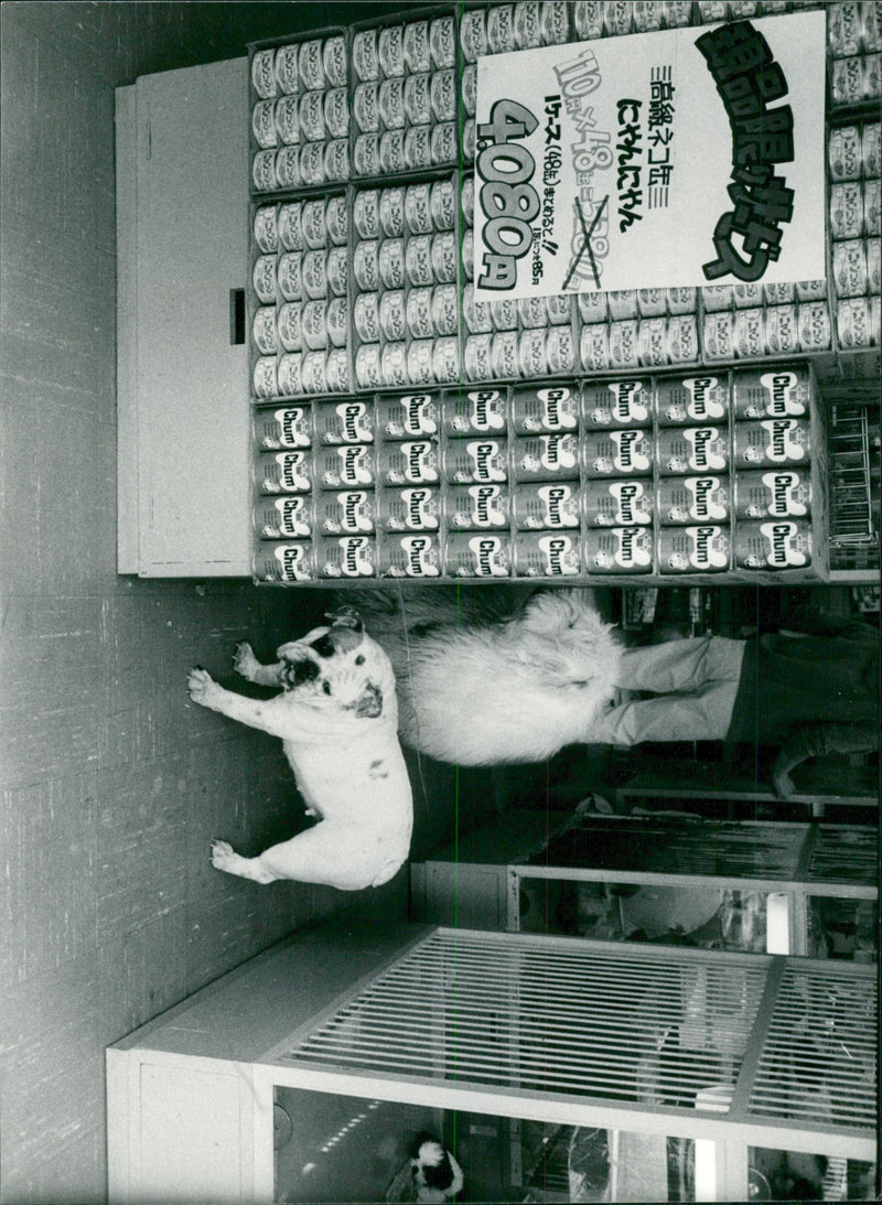 Hundar i en djuraffär i Tokyo - Vintage Photograph