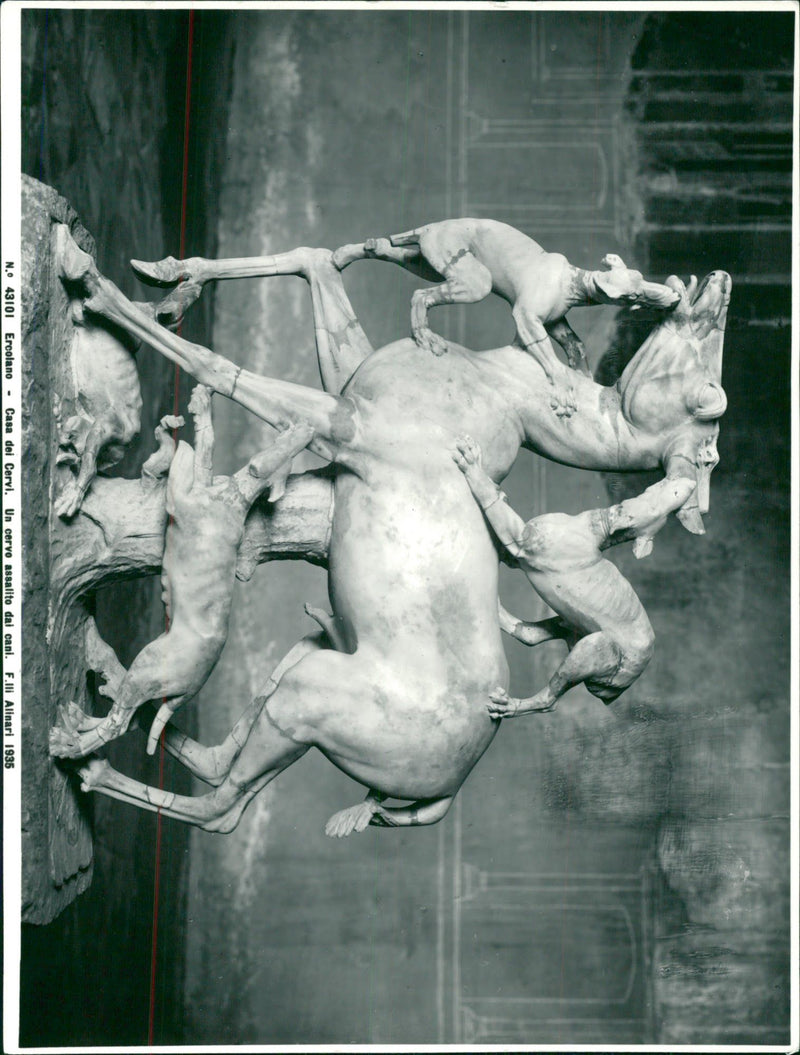 Statue of a deer attacked by hunting dogs from the city of Herculanuem - Vintage Photograph