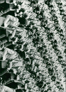 Female artillery regiment - Vintage Photograph