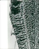 The Cuban military is lined up - Vintage Photograph