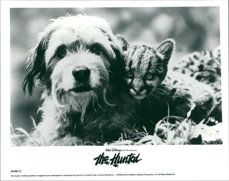 Benji the Hunted - Vintage Photograph