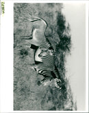 Zebra - Vintage Photograph